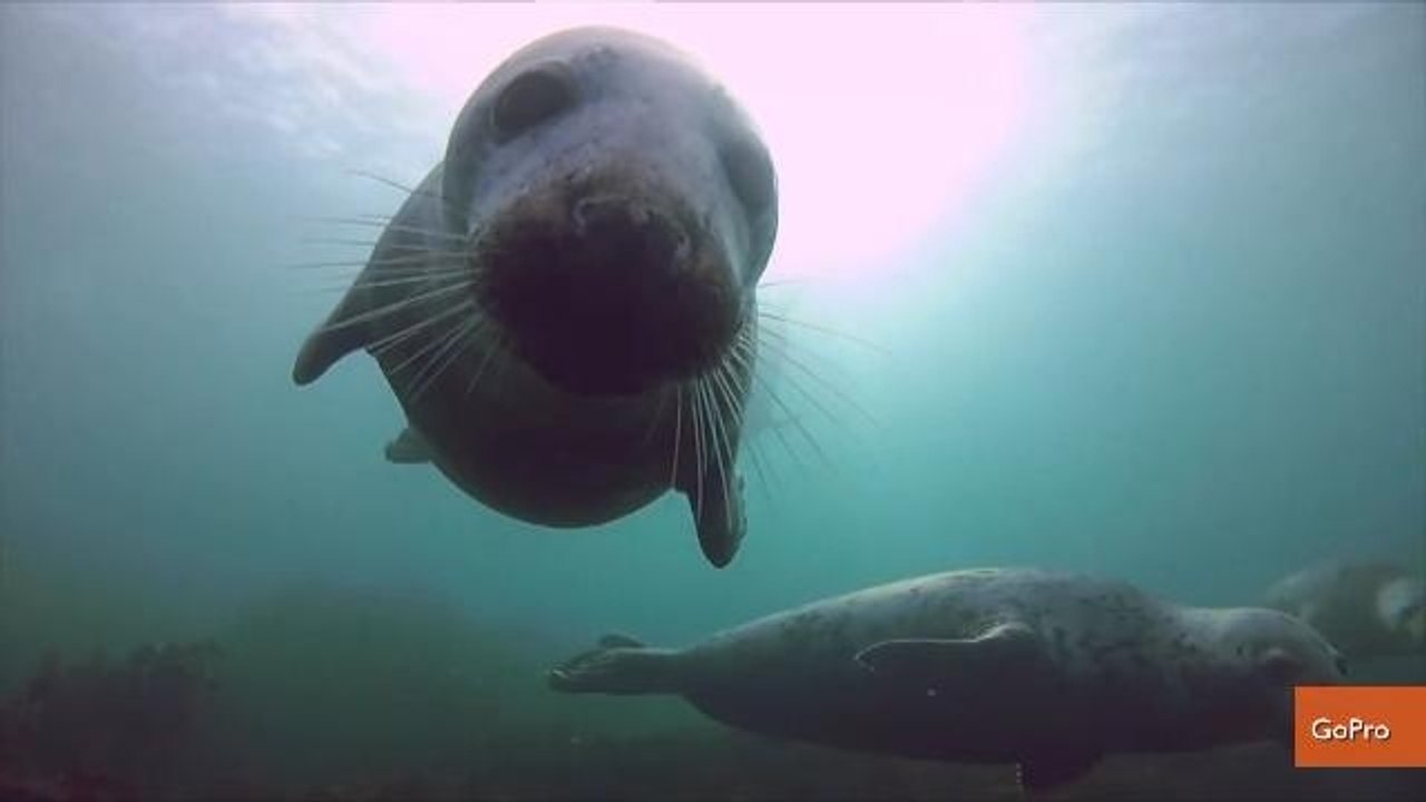 Seals Approach Diver for Chin Tickles and Belly Rubs in Amazing Video