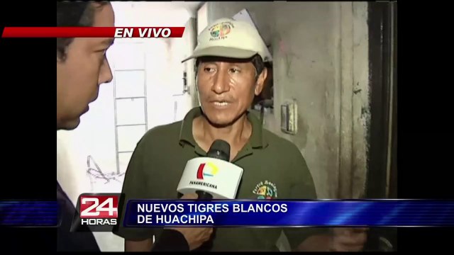 Zoológico de Huachipa presentó a tres tigres blancos nacidos en cautiverio