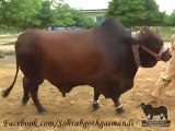 Shah Cattle Farm Bachra 7