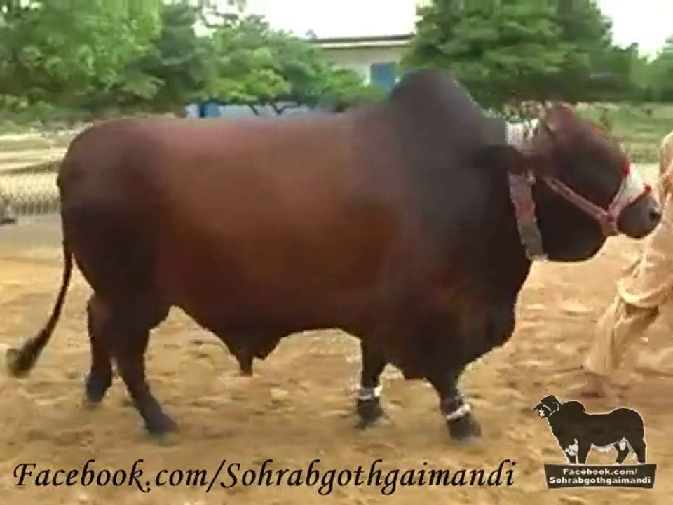 Shah Cattle Farm Bachra 7