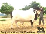 Shah Cattle Farm Bachra 8