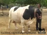 Shah Cattle Farm Bachra 9