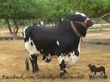 Shah Cattle Farm Bachra 11