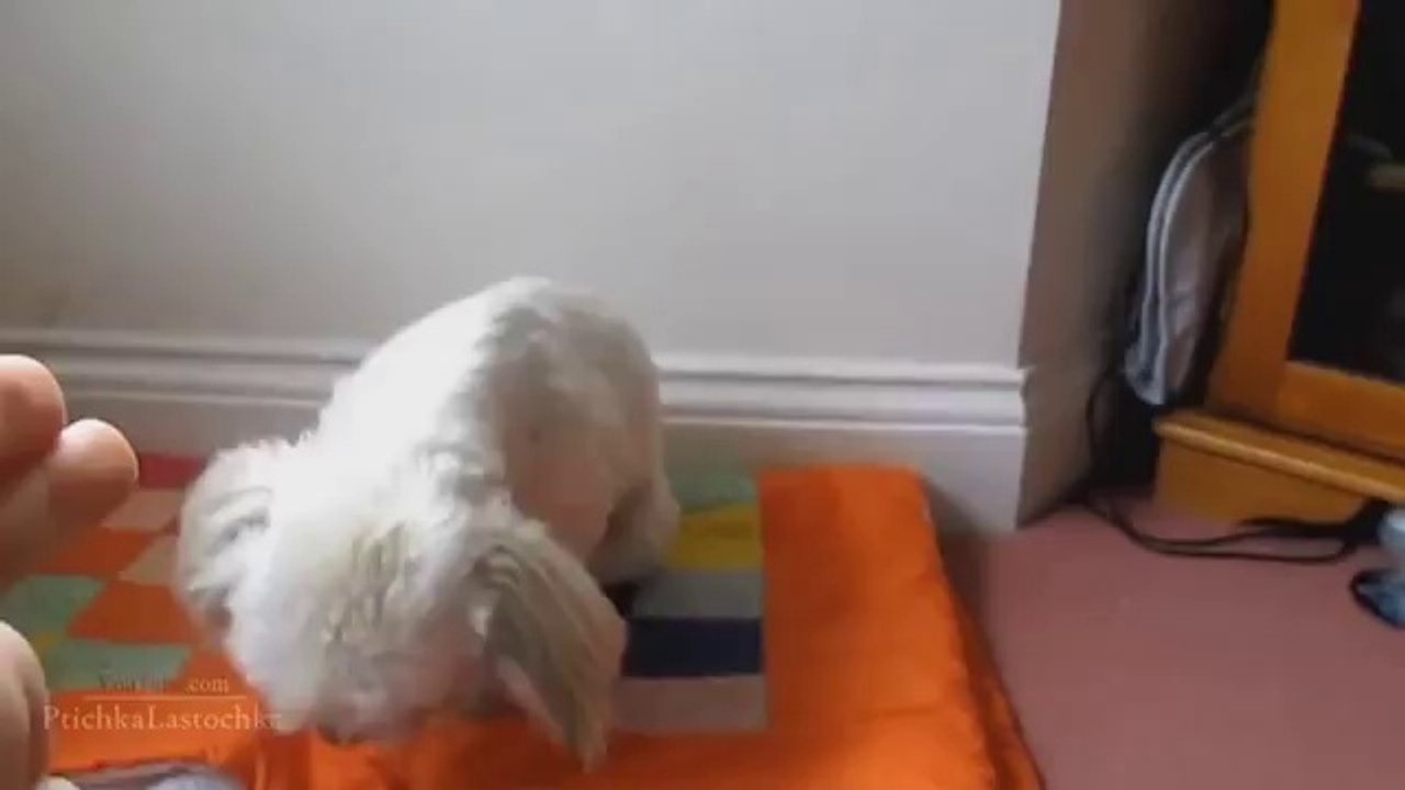 Funny Animals Playing Dead Compilation 2014