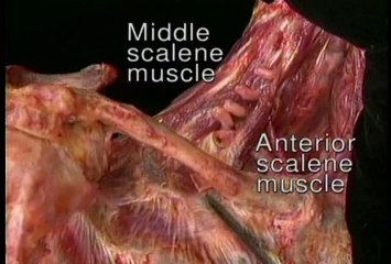 Human Anatomy Upper limb 1a