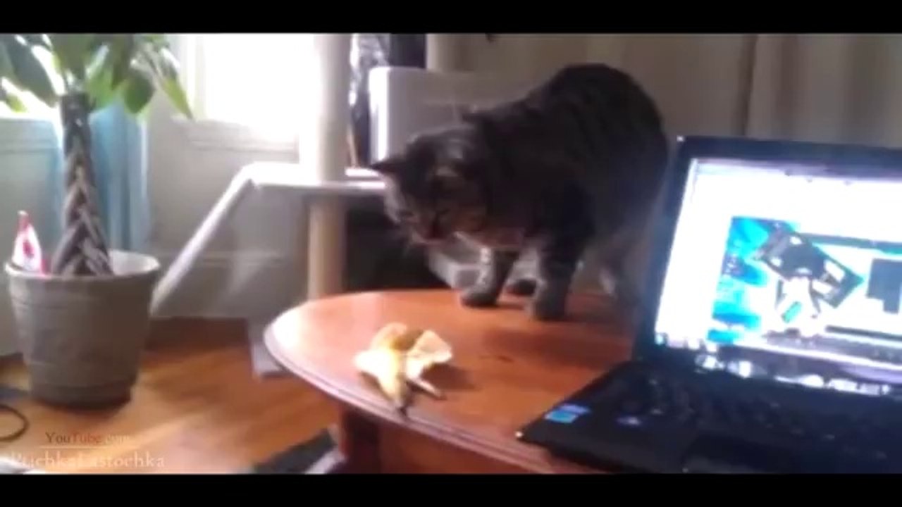 Funny Cats Compilation 2014