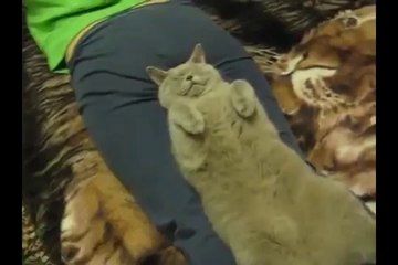 Funny Cats XD _ PART 3