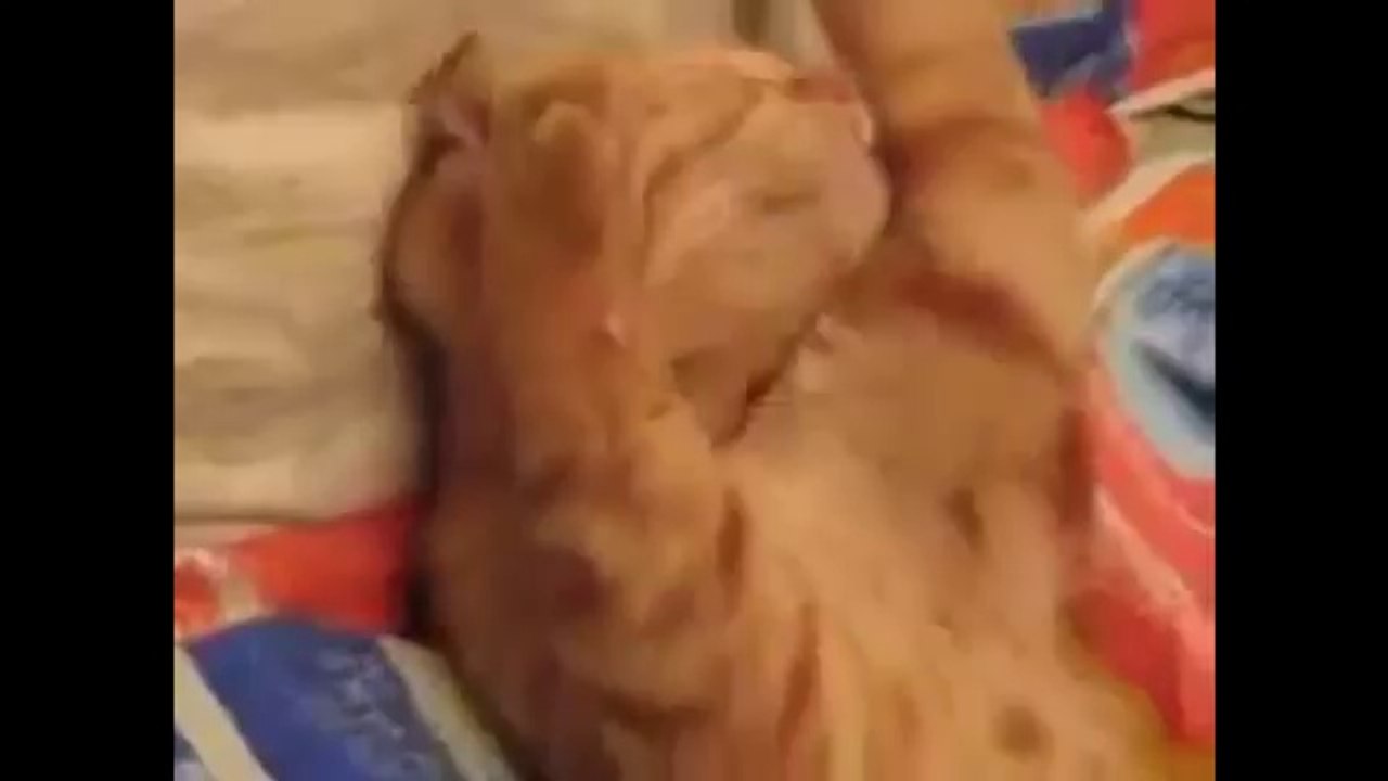 Funny Cats XD _ PART 5