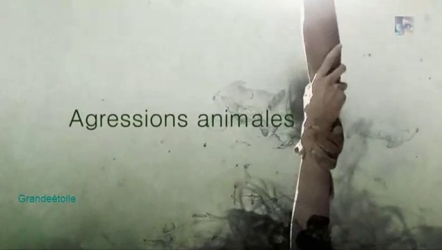 Agressions animales épis.11