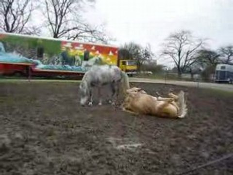 Roulades dans la boue...