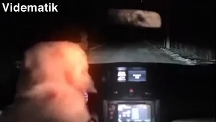 Arabayı çalan köpek