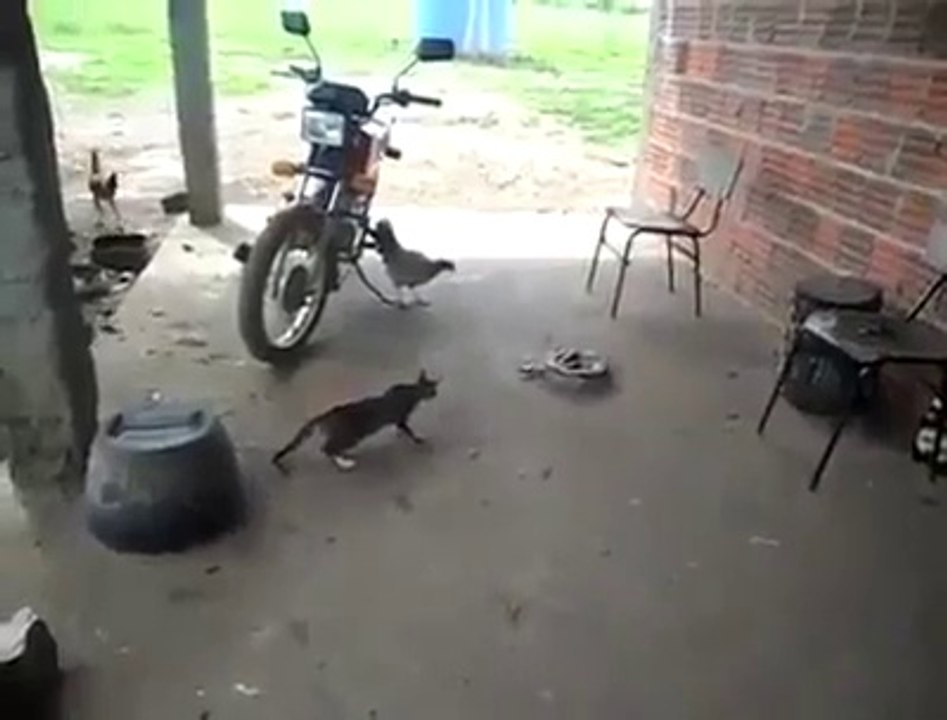 Korkudan Feleği Şaşan Kedi -)