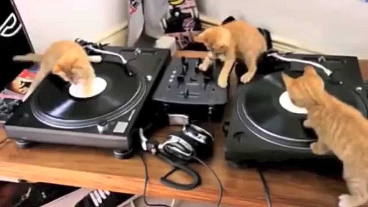 Dj Kitten Beats