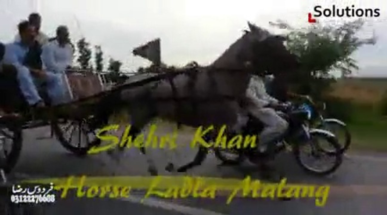 shehri khan horse ladla malang jumma try 25-4-14