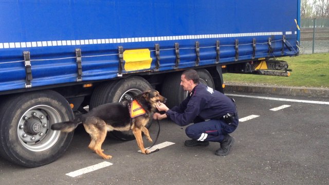 Exercice de recherche d'explosifs par la brigade canine du tunnel sous la Manche