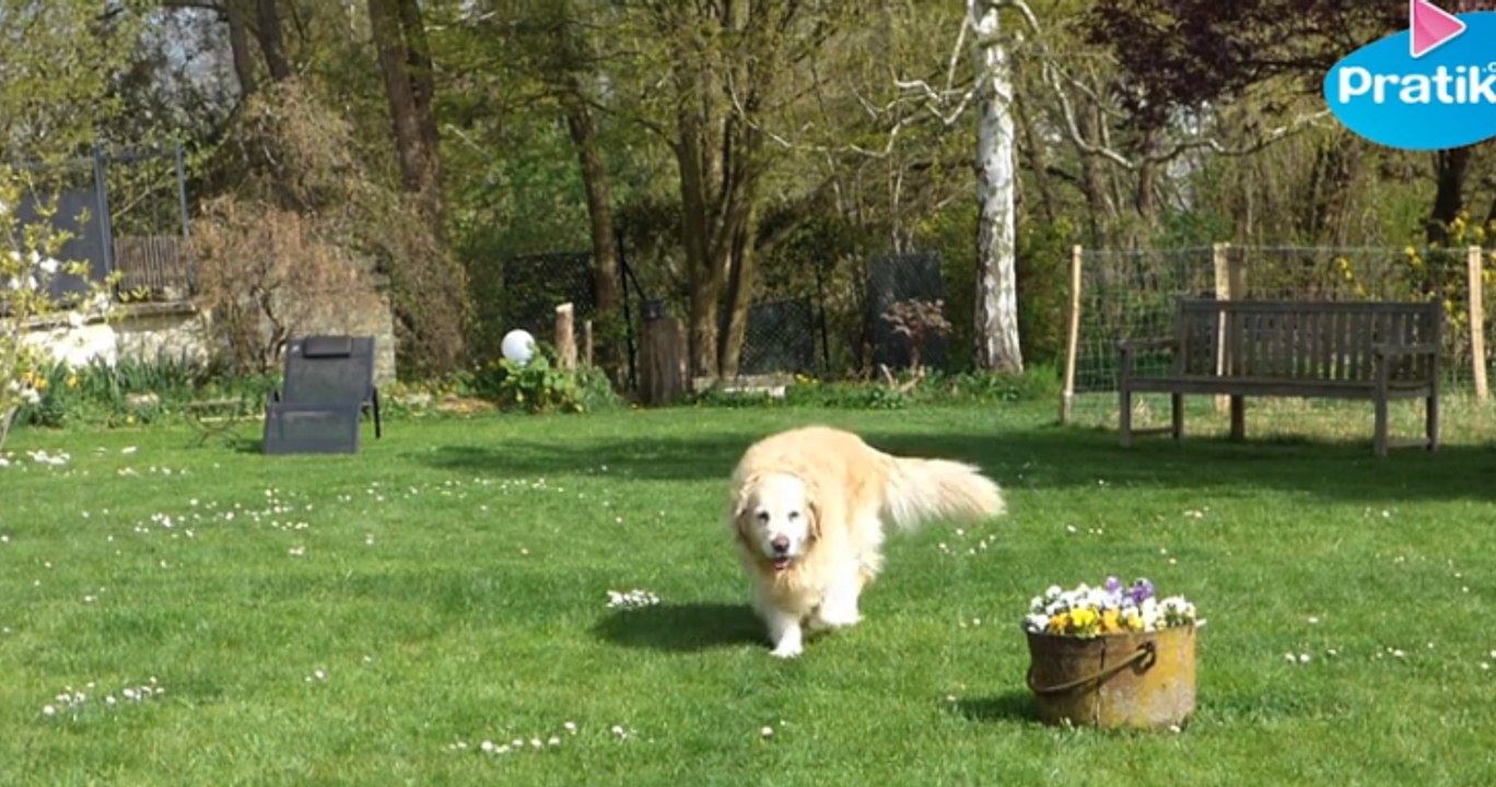 Comment apprendre à votre chien à faire ses besoins à un endroit précis