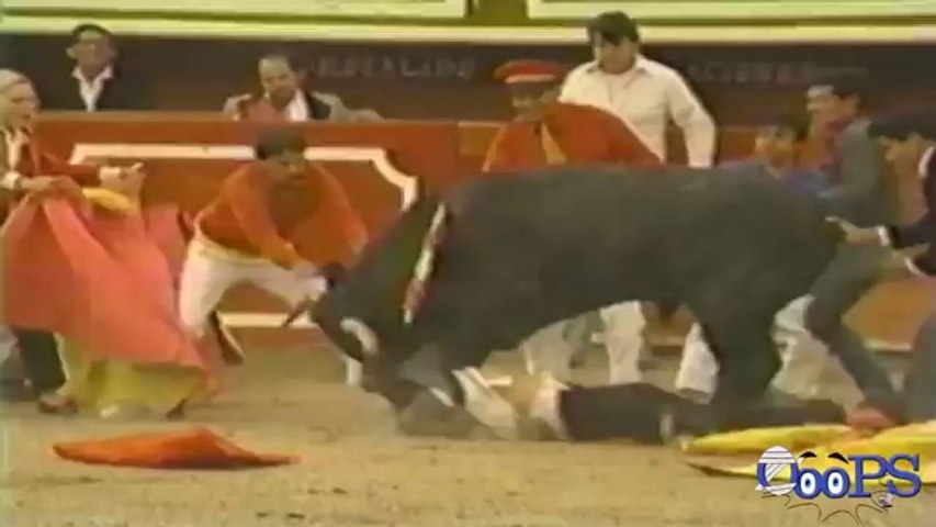 Bull fighting FUNNY VIDEOS
