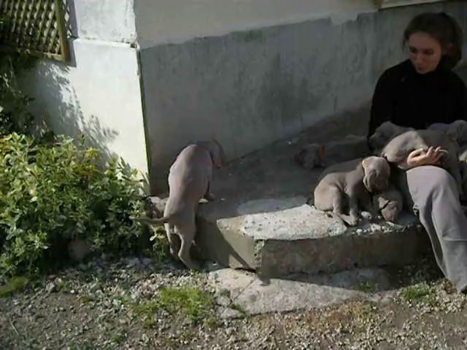 Helène et les chiots