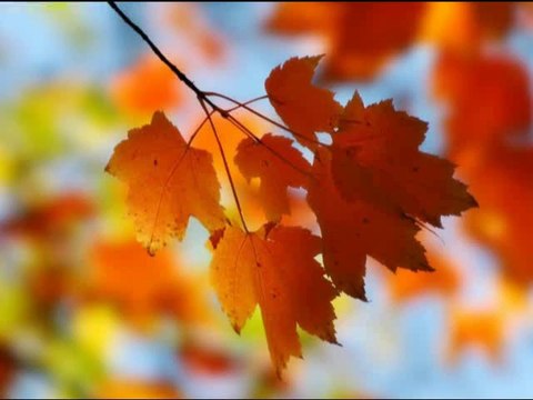 SHAKIRA *Hay Amores* (traduit en français)