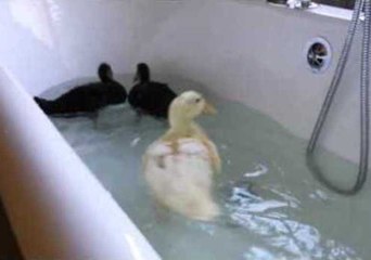 Pet Ducks Enjoy a Bath