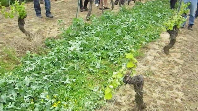 Couverts végétaux en viticulture