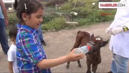 Yaralı Tayı Çöpe Attılar