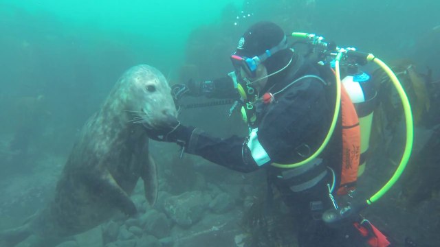 Rencontre avec des bébés phoques. Une vidéo magique !