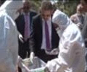 Terminatör böcekler