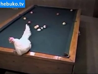 Yumurtlayarak bilardo oynayan tavuk