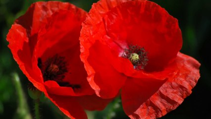 GENTIL COQUELICOT NATURE