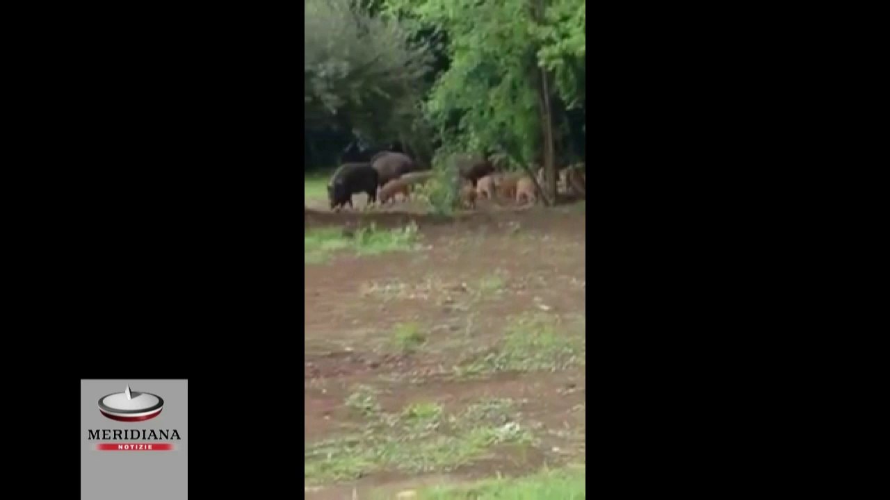 Video Shock, cinghiali liberi nell'area residenziale dell'Olgiata