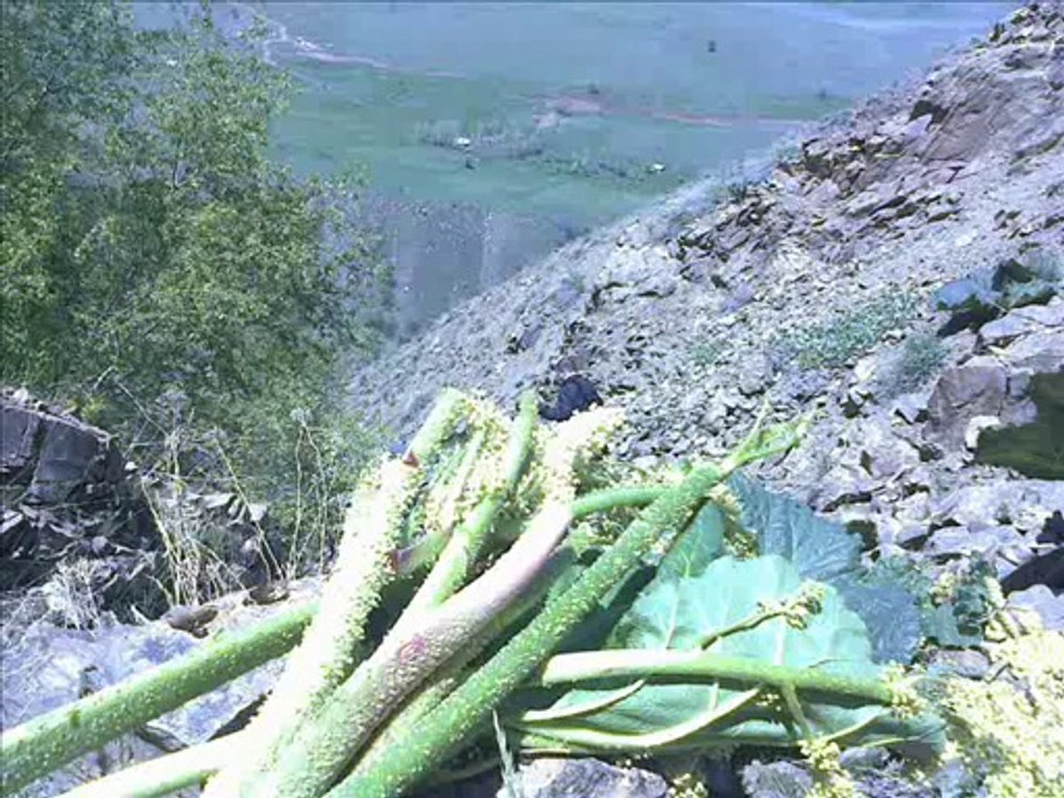 FEYRUŞE DENGBEJİ EME GOZE  U.H MUŞ YAMAÇ KÖYÜ KARAHAMZ KERRAN