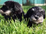 bébés Schnauzers nains noir et argent