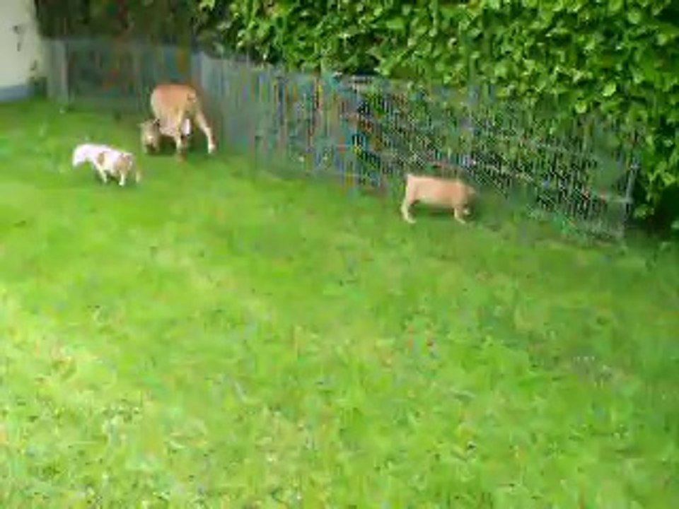 vidéo du 29.04.14 de Joy et ses 2 soeurs...