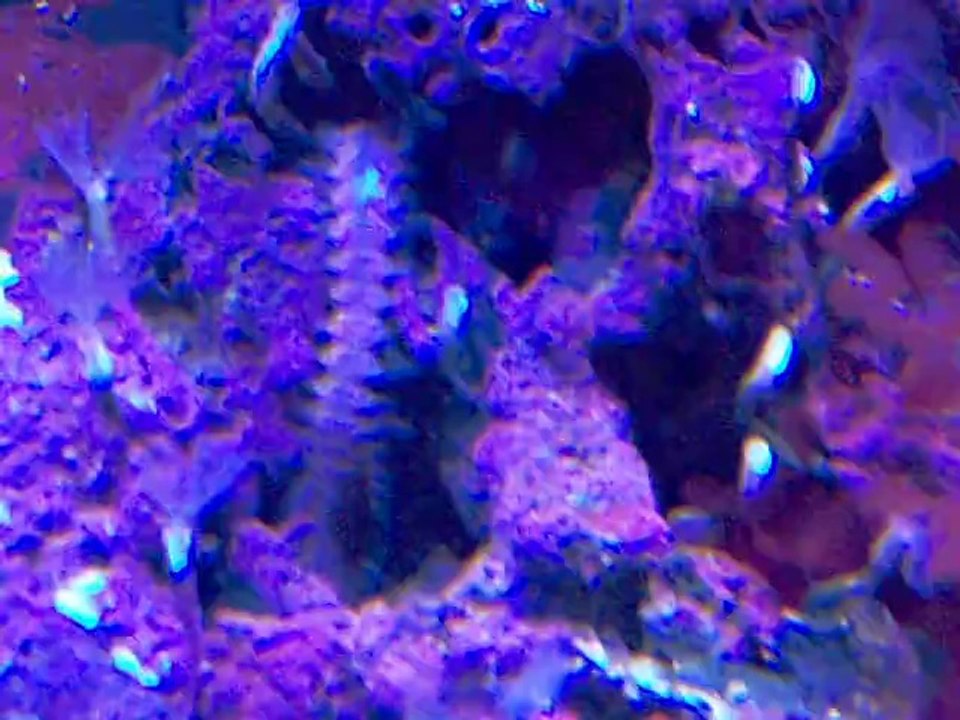 bristle worm akvaryum portalı