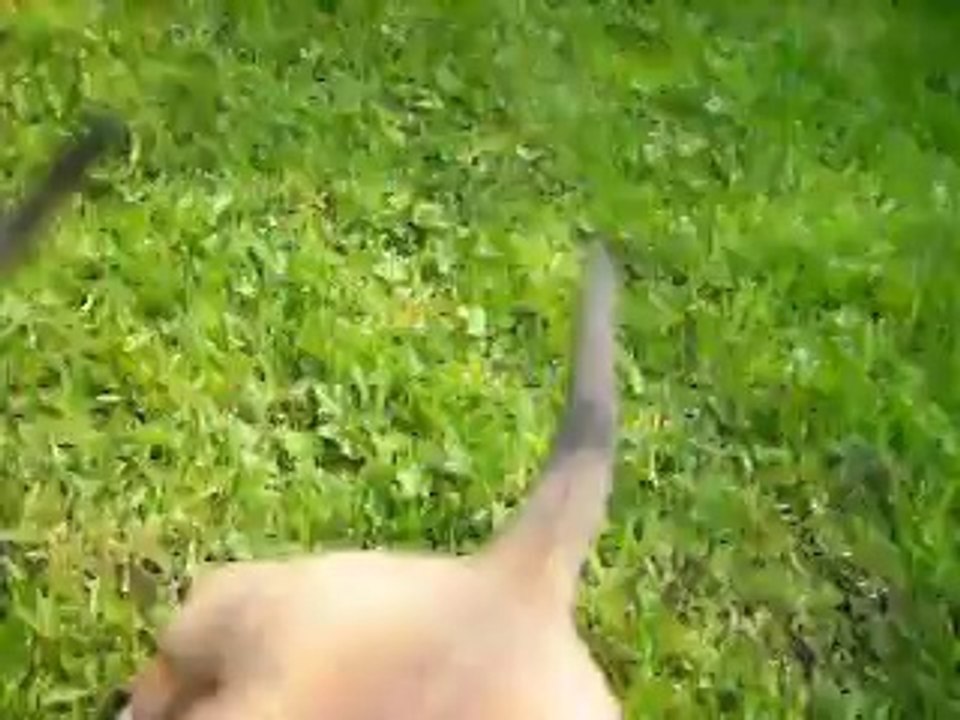 Vidéo du 29.04.14 des 3 mâles dispo de Baby et Rambo...