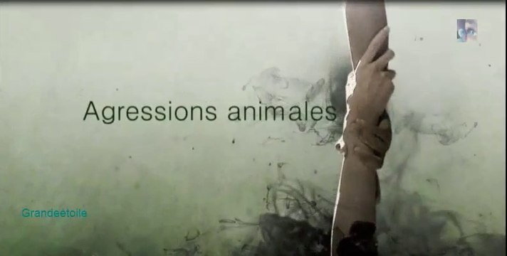 Agressions animales épis.8