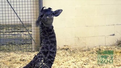 Cute Baby Giraffe Needs a Name After Live-Tweeted Birth