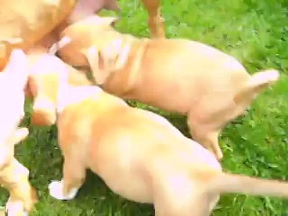 Vidéo du 29.04.14 de Zlatan et Eros...