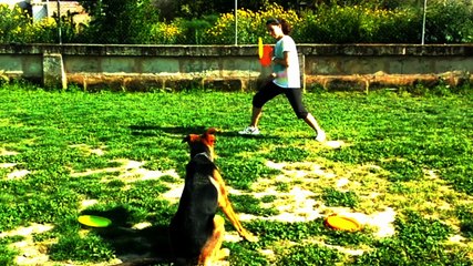 Entreno Dog Frisbee Mallorca Club