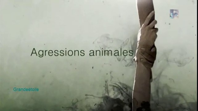 Agressions animales épis.7