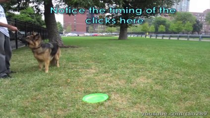 Dog Training Tutorial - Distractions PART II (Healing Reactivity)