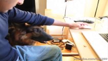Dog Training Tutorial- HOUSETRAINING