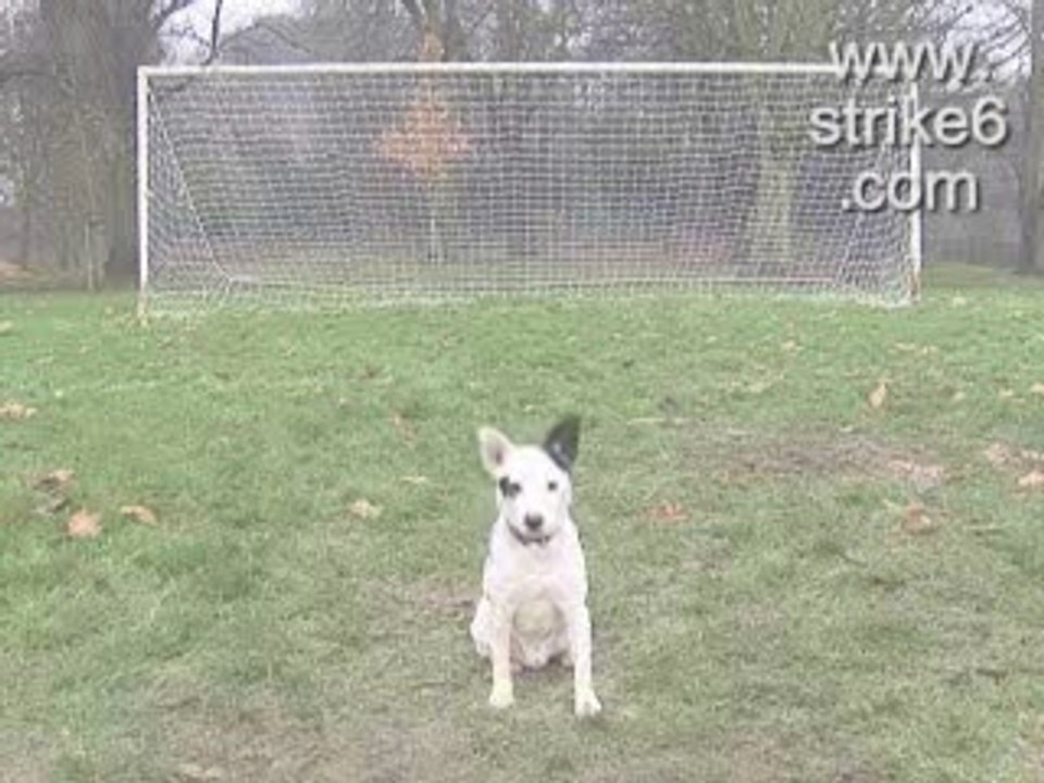 Jouer au foot avec son chien