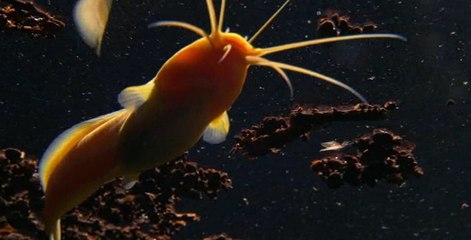 Altın Yayın Balığı