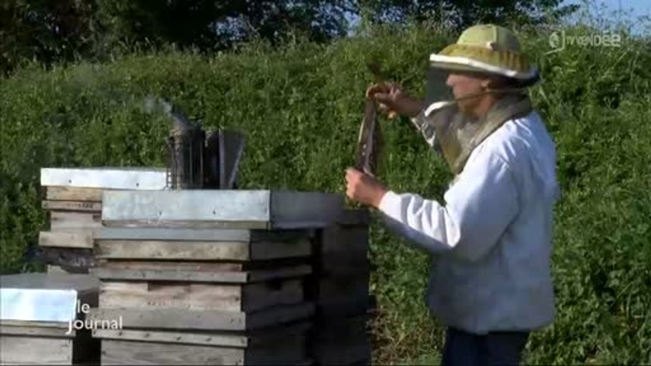 Apiculture : Non-lieu pour Bayer sur le Gaucho