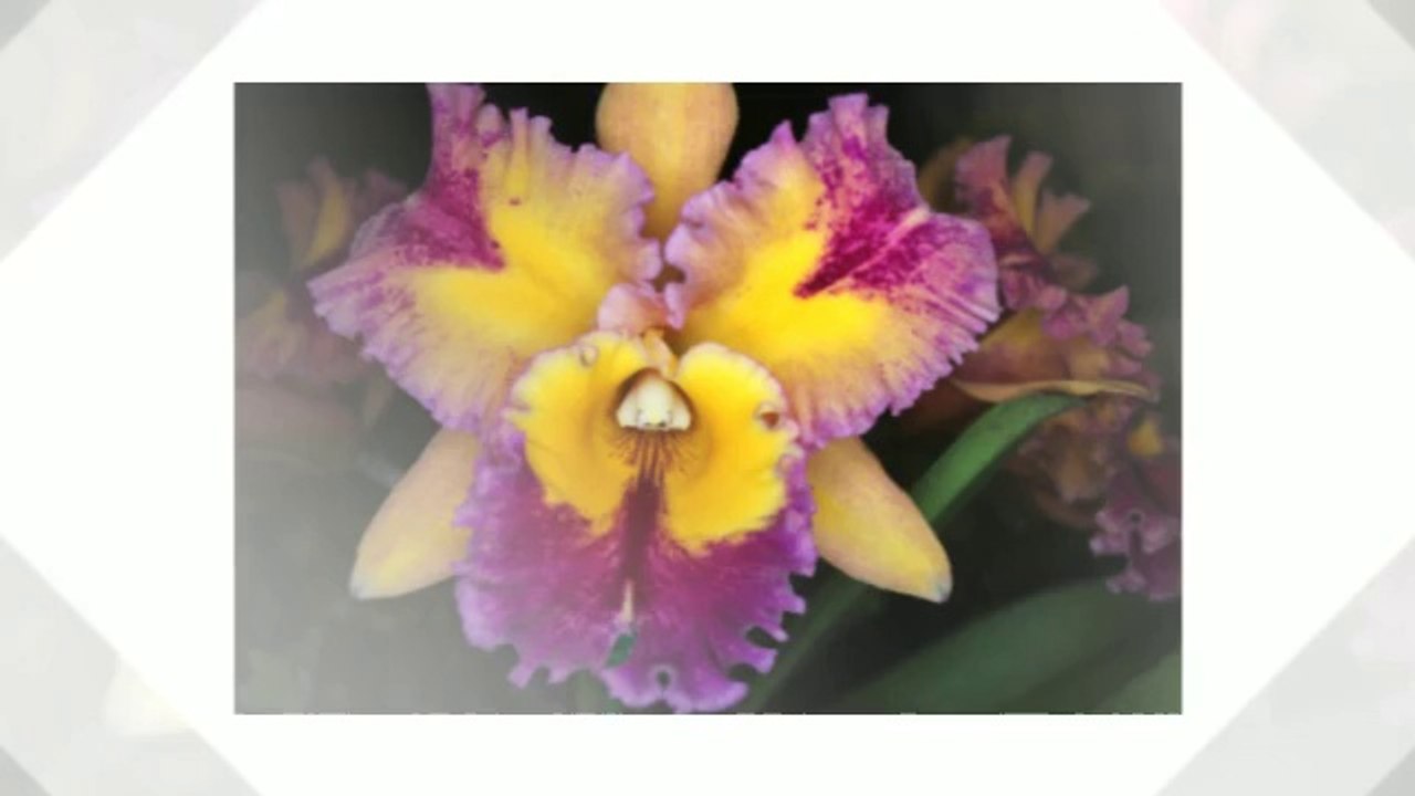 Orchids: A Growing Obsession