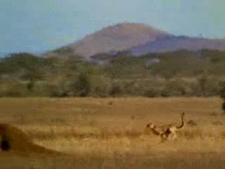 Video pub charal,le plus grand carnivore