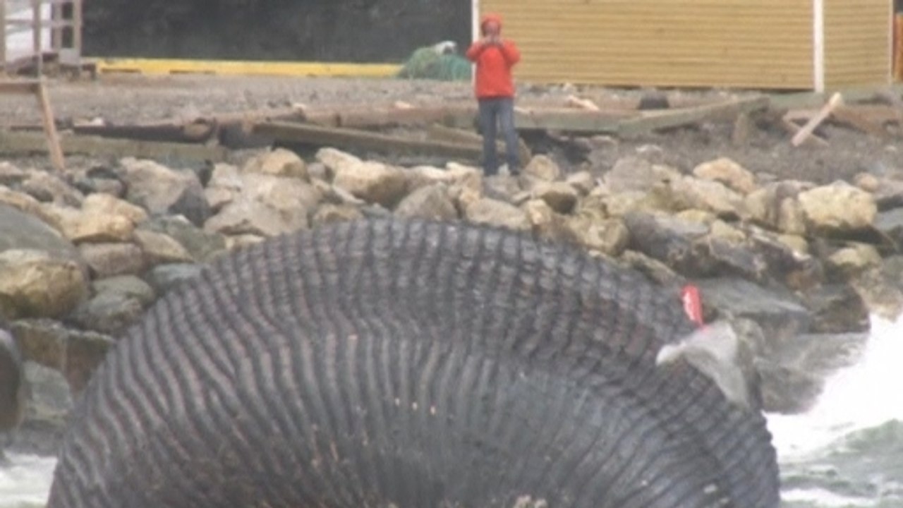Rotting, bloated Blue whale worries Canadian fi...