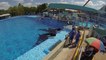 SeaWorld Orlando Killer Whale Behind the Shamu Stage training session